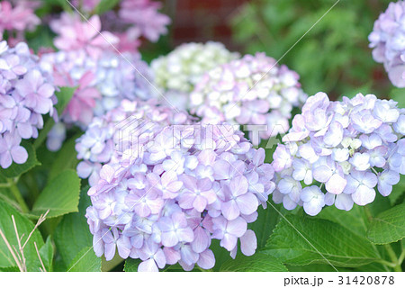 あじさい あじさい 31420878