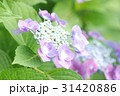 あじさい 31420886