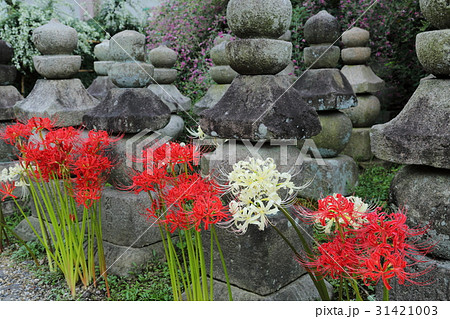 元興寺の彼岸花 31421003