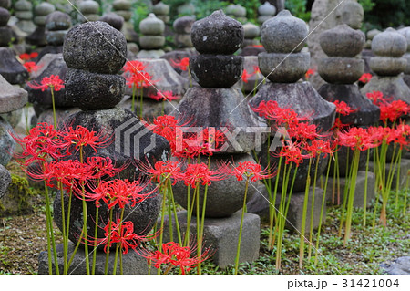 元興寺の彼岸花 元興寺の彼岸花 31421004