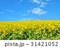 ひまわりと青空 31421052