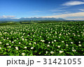 ジャガイモの花咲く大地 31421055