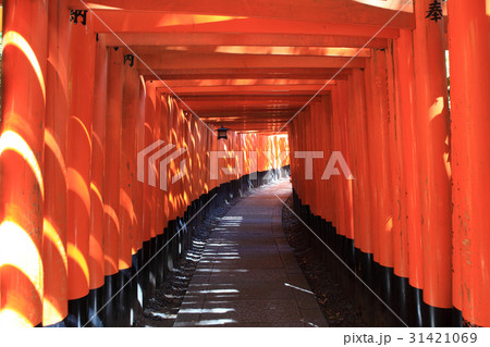 伏見稲荷 千本鳥居 伏見稲荷 千本鳥居 31421069