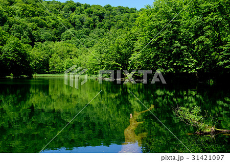 菅沼の春　蔦温泉 31421097