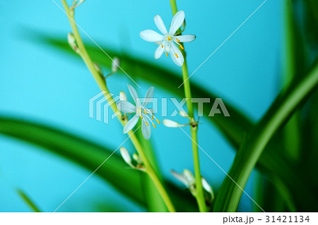 観葉植物 オリズルランの花 観葉植物 オリズルランの花 31421134