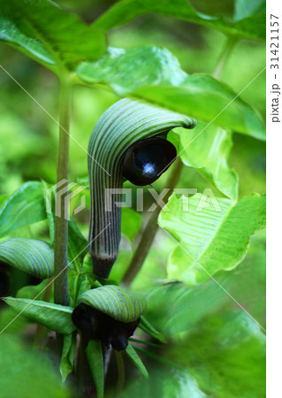 ムサシアブミの花 ムサシアブミの花 31421157