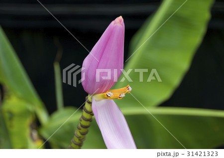 ピンクバナナの苞葉,オレンジイエローの花 ピンクバナナの苞葉,オレンジイエローの花 31421323