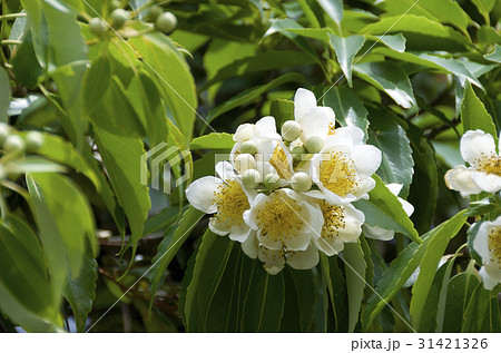 イジュの花 31421326