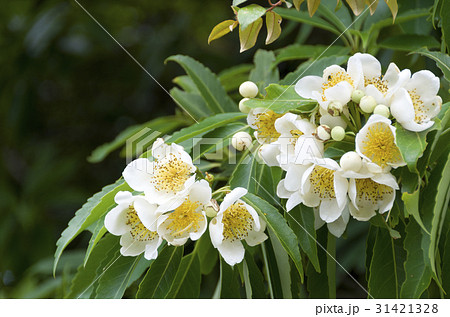 イジュの花 31421328