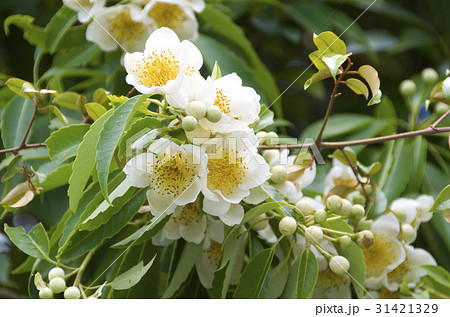 イジュの花 イジュの花 31421329