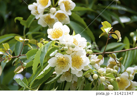 イジュの花 イジュの花 31421347