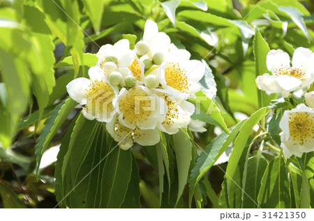 イジュの花 31421350