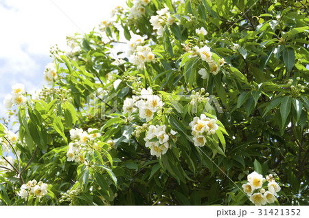 イジュの花 31421352