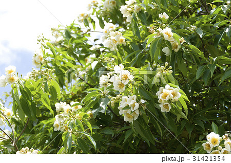 イジュの花 31421354