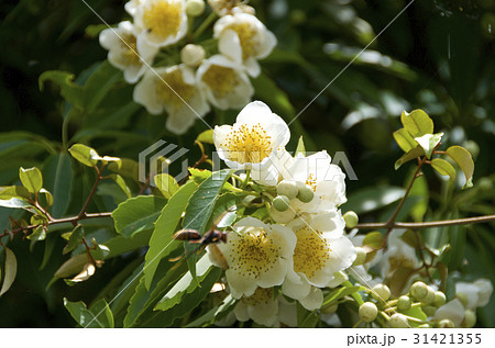 イジュの花 イジュの花 31421355