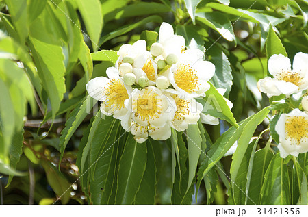 イジュの花 イジュの花 31421356