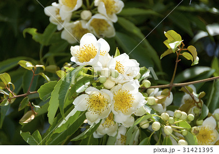 イジュの花 イジュの花 31421395