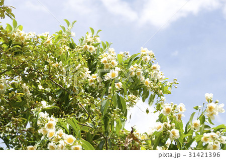 イジュの花 イジュの花 31421396