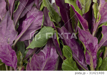 ハンダマ（水前寺菜） 31421400