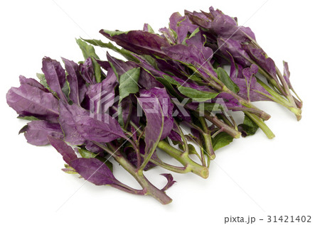 ハンダマ（水前寺菜） 31421402