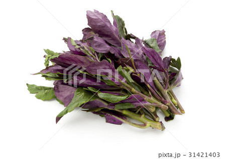 ハンダマ(水前寺菜) ハンダマ(水前寺菜) 31421403