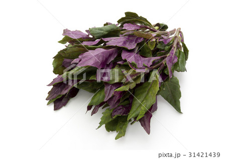 ハンダマ(水前寺菜) ハンダマ(水前寺菜) 31421439