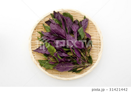 ハンダマ(水前寺菜) ハンダマ(水前寺菜) 31421442