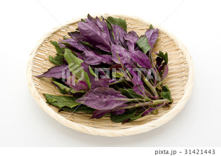 ハンダマ(水前寺菜) ハンダマ(水前寺菜) 31421443