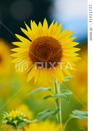 ひまわり　座間　関東 31421737