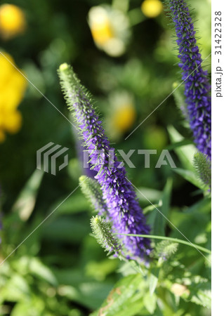 ベロニカ 31422328