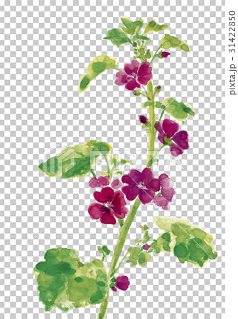 ゼニアオイ 31422850