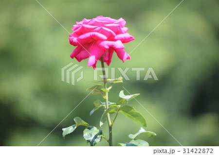 与野公園の薔薇 31422872