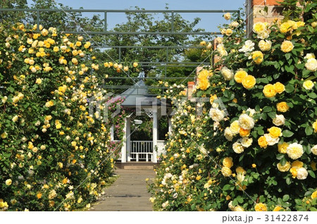 ローズガーデン ローズガーデン 31422874