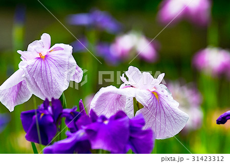 花菖蒲 31423312