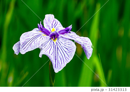 花菖蒲 31423313