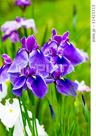 花菖蒲 花菖蒲 31423315