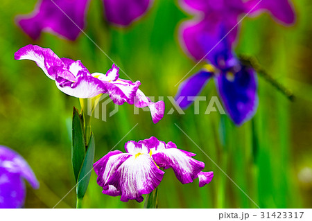 花菖蒲 花菖蒲 31423317