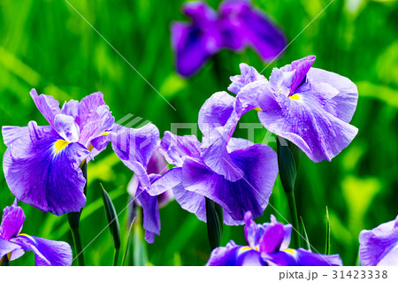 花菖蒲 花菖蒲 31423338