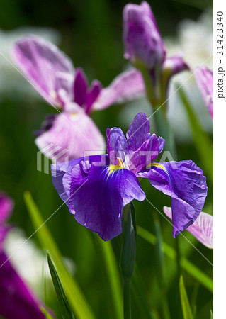 花菖蒲 31423340