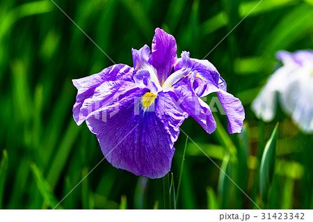 花菖蒲 31423342