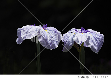花菖蒲 花菖蒲 31423347