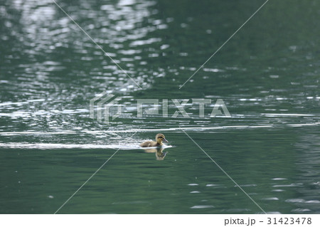 カルガモのヒナ 31423478