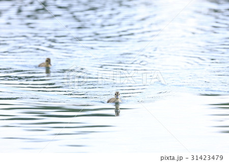 カルガモのヒナ 31423479