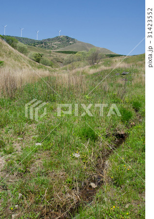 伊豆稲取の細野高原と三筋山　 31423552