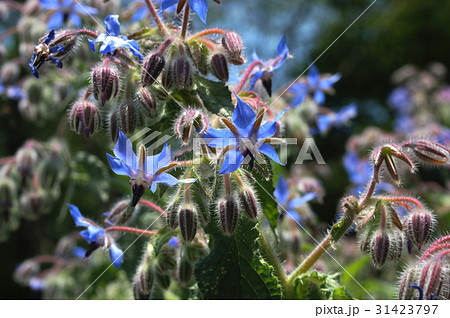 ボリジ ボリジ 31423797