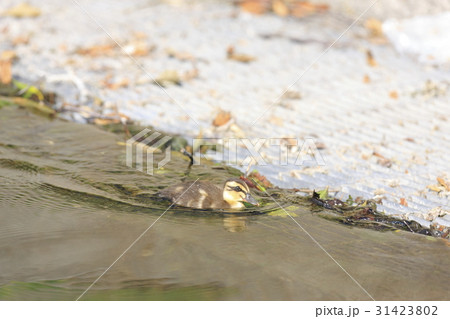 カルガモのヒナ 31423802