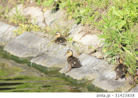 休憩中のカルガモのヒナ 休憩中のカルガモのヒナ 31423838