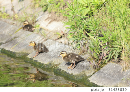 休憩中のカルガモのヒナ 休憩中のカルガモのヒナ 31423839