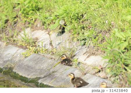 休憩中のカルガモのヒナ 31423840