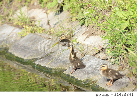 休憩中のカルガモのヒナ 31423841